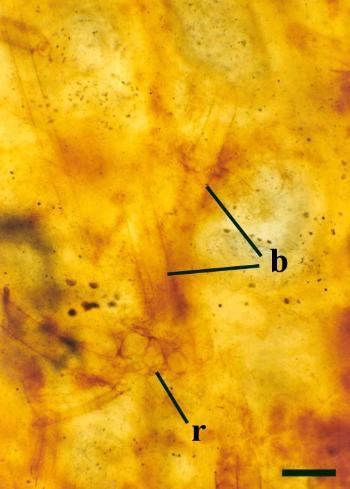 Thin section of Windyfield chert showing branches (b) and rhizoids (r) of Palaeonitella cranii (scale bar = 250µm).