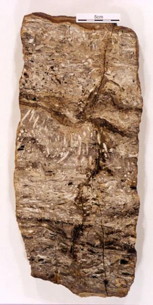 A composite bed of laminated and massive chert. The dark laminae, particularly towards the base of the bed, represent compacted, coalified organic matter incorporated into cherty sandstone. This in part may represent a silicified soil horizon.