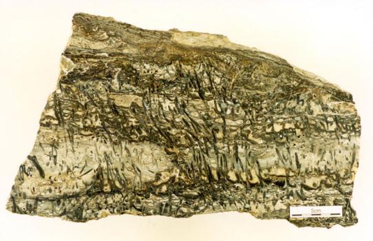 Polished slab of predominantly massive and vuggy chert with exceptionally well preserved stems of the plant Rhynia gwynne-vaughanii in growth position. The crude lamination in the centre of the bed most likely represents a silicified microbial mat that in life probably bound the plant stems.