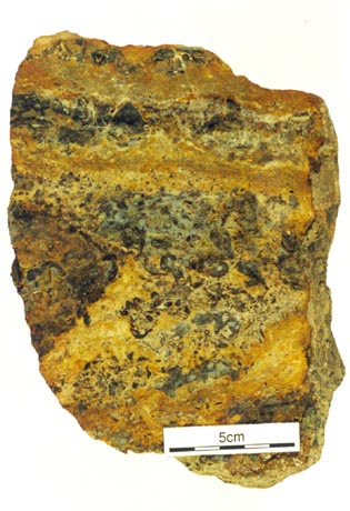 A cut and polished slab of chert (in this case from the Windyfield site) showing nodular and brecciated textures (centre) and wavy laminae (top).