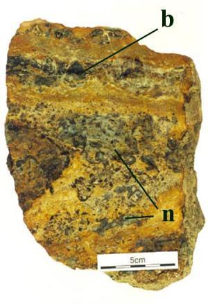 Block of Windyfield chert showing nodular texture (n) with variable plant preservation, enclosed in a cherty sandstone matrix. Brecciated wavy laminated chert occurs towards the top of this bed (b) (see below).