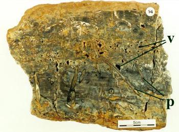 Bed of predominantly massive and vuggy chert (in this example a block of the Windyfield chert) showing vugs (v) and well preserved, inverted plant stems of Ventarura lyonii (p). In this case these plants have been transported and were then preserved in the chert upside down.