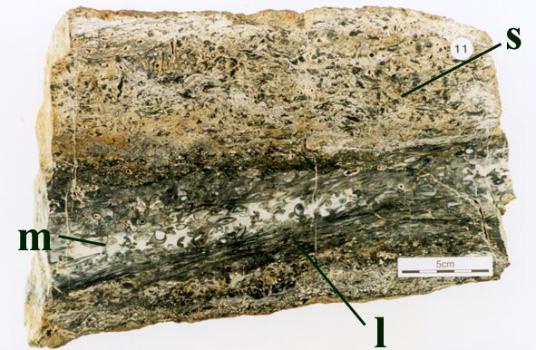 Bed of lenticular chert, showing dark organic-rich lenses (l) with a milky, massive centre (m), and bounding cherty sandstone (s).