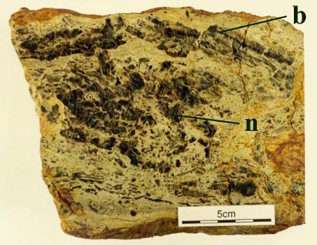 Heavily brecciated laminated chert (b) and brecciated nodular chert (n) in a cherty sandstone matrix.