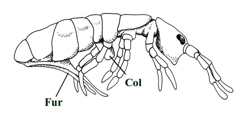 A modern collembolan or 'springtail'. Notice the ventral  fork-like furcula or 'spring' (Fur) towards the back of the animal and the ventral tube-like collophore (Col). Compare this image with the Rhyniella images below.