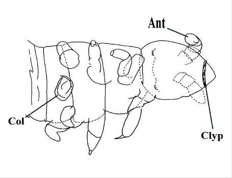 Rhyniella praecursor showing head, thorax and first two abdominal segments. Full series of leg appendages (3 pairs) shown together with the collophore (Col), antenna (Ant) and clypeus (Clyp) (after Scourfield 1940b).