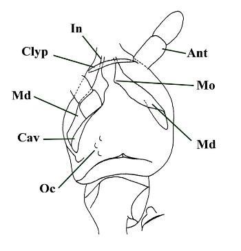 Dorsal view of head showing parts of the left and right antennae (Ant), clypeus (Clyp), mandibles (Md) with the opening to the mandibular cavity (Cav) and the left ocelli (Oc). The incisor (In) and molar (Mo) areas of the mandibles are also illustrated (after Hirst & Maulik 1926 and Scourfield 1940) .