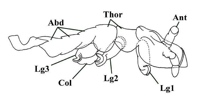 Rhyniella praecursor  showing head with antennae (Ant), thorax (Thor) with three pairs of legs (Lg1-3) (left leg series only shown) and part of the abdomen (Abd). A poorly preserved collophore (Col) is also present (after Scourfield 1940b).