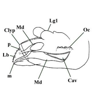 Slightly ventral view of head showing mandibles (Md) and mandibular cavity (Cav). Labrum (Lb) attached to clypeus (Clyp) by two small processes (p). Position of mouth (m), ocelli (Oc) and part of first left leg (Lg1) also shown (after Scourfield 1940).