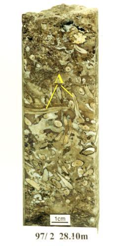 Massive chert with very well preserved axes of Aglaophyton major (A) in the