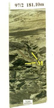 Ripped-up mud clasts (M) at the base of a cross-stratified bed.