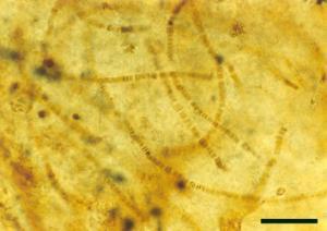 Filaments of the cyanobacterium Archaeothrix oscillatoriformi within a stem of Rhynia gwynne-vaughanii (scale bar = 50µm).