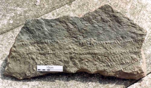 The under surface of a sandstone bed from Quarry Hill showing the trace fossil Diplichnites. This is the cast of a trackway, most likely made by a large myriapodous arthropod, such as a millipede or arthropleurid. The shape of the footprints suggests the direction in which the animal was moving was from left to right in this picture