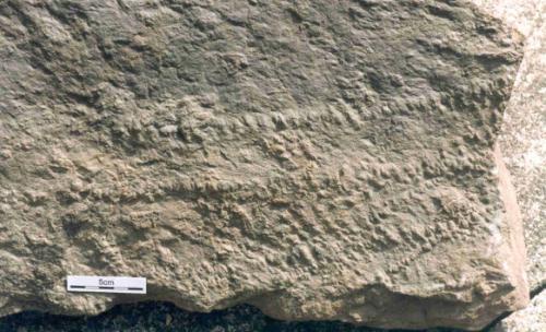 Close-up of Diplichnites. Notice a second trackway made by a smaller individual crossing the bottom right corner of the sandstone slab.