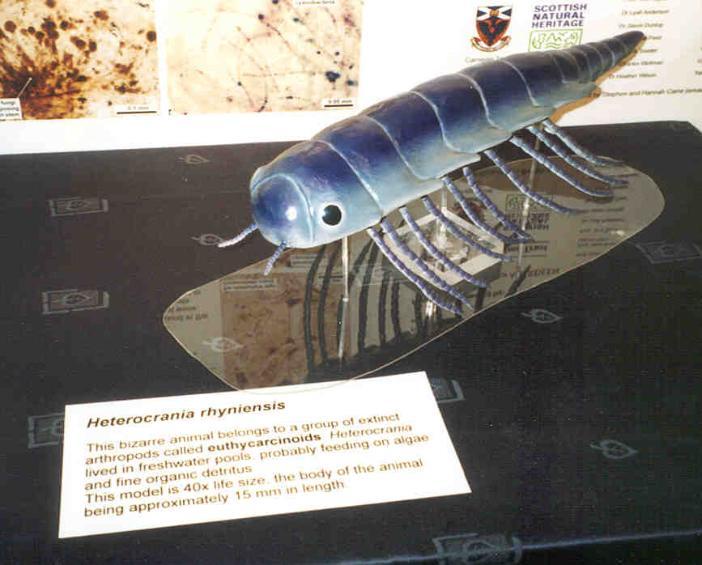 Model of the euthycarcinoid Heterocrania.