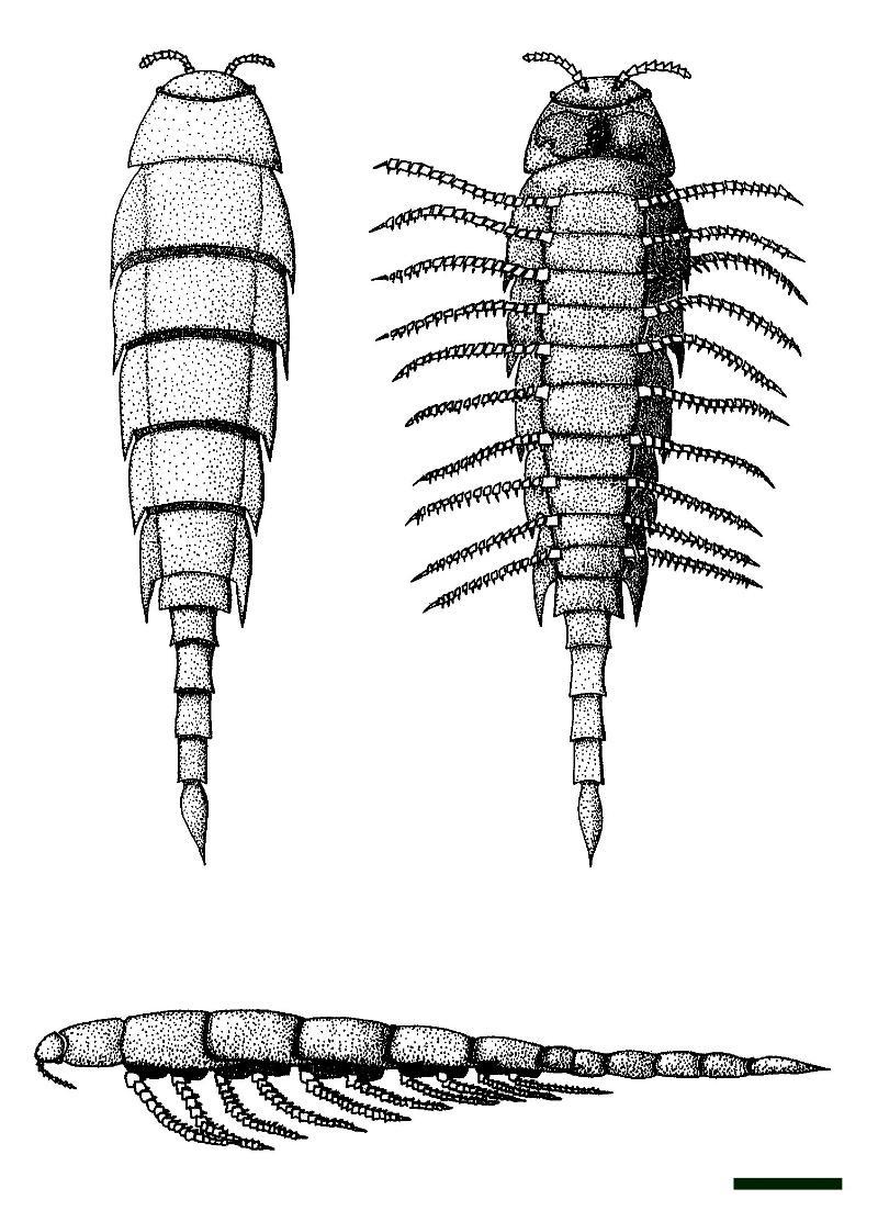 Reconstruction of the Rhynie chert euthycarcinoid Heterocrania rhyniensis (scale bar = 2mm) (Anderson & Trewin 2003).