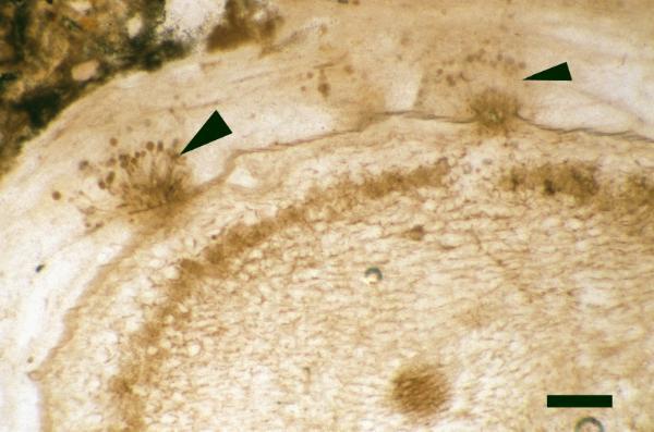 Transverse section of an Aglaophyton stem with fungal tufts of Palaeoblastocladia milleri (arrowed) on the epidermis. (scale bar = 200μm) (Copyright owned by University of Münster).