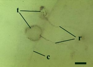 Two spherical  thalli of Lyonomyces pyriformis (t) attached to the outside of a Palaeonitella cell. The cell wall (c) is penetrated by two collapsed rhizoids (r) (scale bar = 10μm) (Copyright owned by University of Münster).