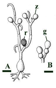 Idealised reconstruction of Palaeoblastocladea milleri. A: Sporothallus showing terminal zoosporangia (z) and resting sporangia (r) (scale bar = 40μm). B: Part of a gametothallus showing terminal gametangia (g) (scale bar = 20μm) (after Remy et al. 1994).