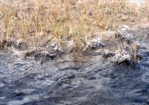 Botryoidal clusters of silica (white) precipitated around the bases of stems and roots along a stream near White Dome Geyser, Yellowstone National Park.