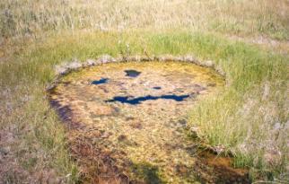 A hot spring with an outflow channel (bottom centre), Yellowstone National Park. When the photograph was taken, the centre of this pool had a maximum water temperature of 54oC, well within the temperature range for cyanobacteria, and also the upper temperature range for algae and protozoans. The surface of the pool is colonised by a thick, rubbery cyanobacterial mat, buoyed by trapped gas bubbles.