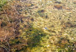 Thick cyanobacterial mat growing across the surface of a hot spring pool in Yellowstone National Park. The mat is buoyed up by trapped gas bubbles and is cohesive enough to support the weight of small invertebrates such as the dragonfly in this image. The plant stems on the left of the image are held rigid within the microbial mat.