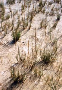 Sinter surface, with a thin veneer of standing water, colonised by a stand of Triglochin. The bases of the plant stems often show a thin powdery coating of precipitated silica. Photograph taken near the main overflow channel from Giantess geyser, Yellowstone National Park.