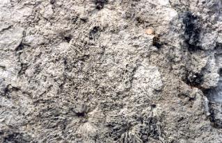 Surface view of silicified plants in sinter. The 'rosette' shapes were formed from dead stems (probably of grasses) from earlier stages of growth, collapsed around an inner zone of growing shoots. Potts Basin, Yellowstone National Park.