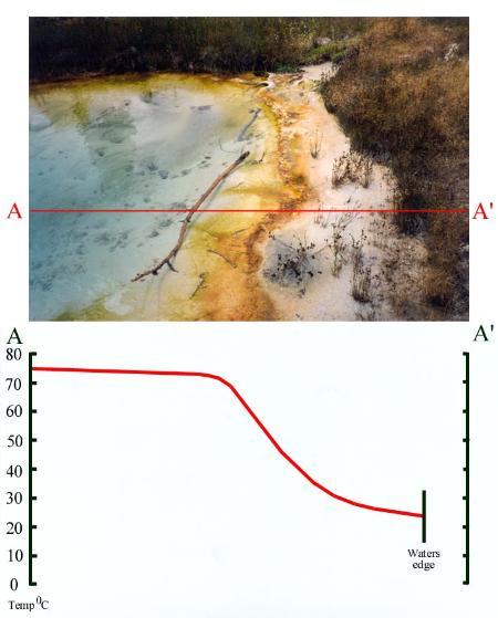 Seismograph pool at West Thumb Geyser Basin, Yellowstone National Park, showing the thermal gradient as the water temperature drops from the centre of the pool (left) to the waters edge. The yellow to orange band represents a sharp drop between 72 - 46oC, the colour caused by the growth of photosynthetic cyanobacteria.