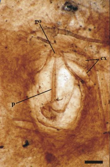 Close up of male (ventral view) showing posterior-most coxae (cx) and opisthosoma (sternites missing) with the gonopore opening (go) and internal penis (p) (scale bar = 200mm) (Copyright owned by University of Münster).