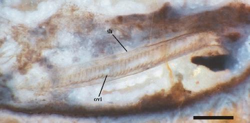 Close up of the annulated ovipositor (ovi) within its sheath (sh) inside the opisthosoma of a female harvestman (scale bar = 500mm) (Copyright owned by University of Münster).