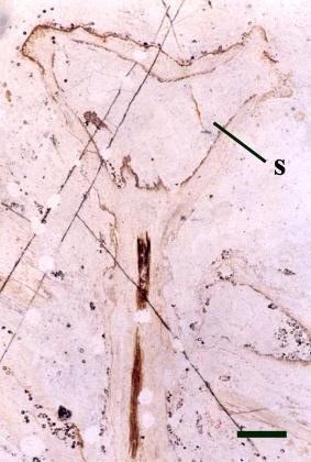 Aerial axis of Horneophyton showing sporangia (s) (scale bar = 1mm).