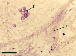 Horneophyton rhizome showing fungal cysts in the cortex (f) and rhizoids (r) (scale bar = 500μm).