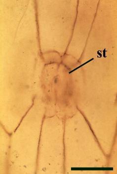 A stoma in the cuticle of Horneophyton lignieri (st) surrounded by modified cells(scale bar = 20μm) (Copyright owned by University of Münster)