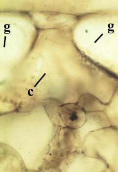 Transverse cross section through a stoma of Horneophyton lignieri showing the two guard cells (g) and the stomatal chamber (c) (scale bar = 5μm) (Copyright owned by University of Münster).