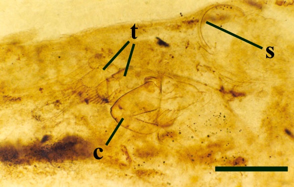 Fragmentary remains of a male Lepidocaris showing the right clasping organ (c) and parts of the biramous maxillae and first pair of trunk appendages (t). A transverse section through a disarticulated somite is also visible (s) (scale bar = 300μm) (Copyright owned by The Natural History Museum).