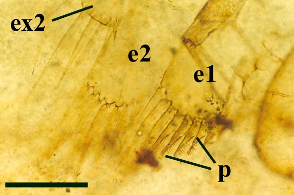 Close-up of parts of the first two pairs of trunk appendages of Lepidocaris, showing the endopods of the maxillae (e1) and first trunk (e2) limb, and the exopod of the first trunk limb (ex2). Notice the pectinate setae on the endopods (p) (scale bar = 100μm) (Copyright owned by The Natural History Museum).