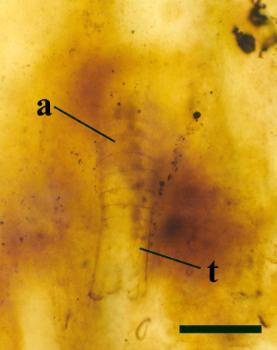 The holotype of Lepidocaris rhyniensis. This is a half-grown individual showing the multi-segmented trunk (a) and tail or 'telson'  (t) (scale bar = 200μm) (Copyright owned by The Natural History Museum).