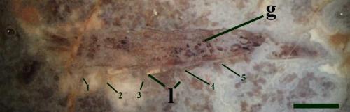 The gut contents of macerated plant tissue and spores imply that this animal was a detritivore, feeding within plant litter. The one specimen found to date occurs in chert displaying a clotted or 'mulm-like' texture, together with coprolites and fragments of the crustacean Lepidocaris, implying an aquatic setting. This suggests that the animal was probably washed into a small pond where it was pre