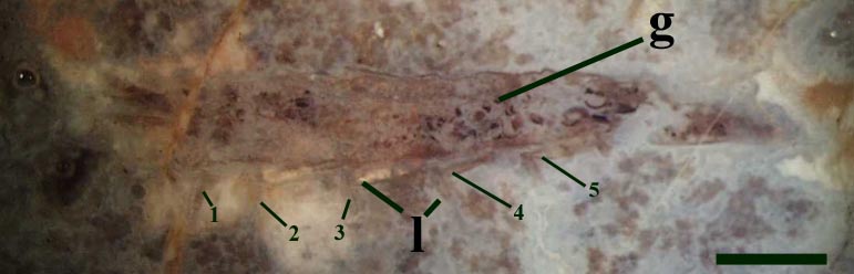 The gut contents of macerated plant tissue and spores imply that this animal was a detritivore, feeding within plant litter. The one specimen found to date occurs in chert displaying a clotted or 'mulm-like' texture, together with coprolites and fragments of the crustacean Lepidocaris, implying an aquatic setting. This suggests that the animal was probably washed into a small pond where it was pre