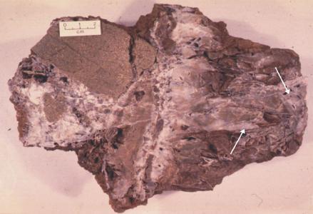 Bladed quartz crystals (arrowed) in brecciated andesite from one of the many fault slices in the basin margin fault zone at Rhynie.