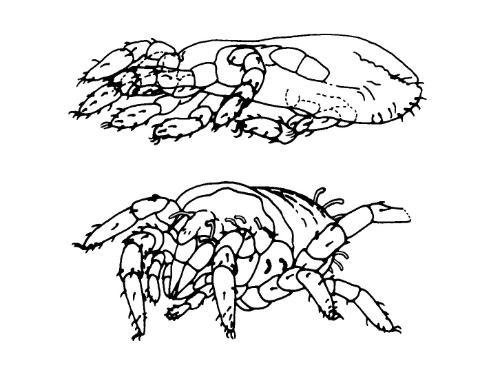 Pseudoprotacarus scoticus (Dubinin 1962) (top) and the holotype of Protacarus crani (Hirst 1923) (bottom).