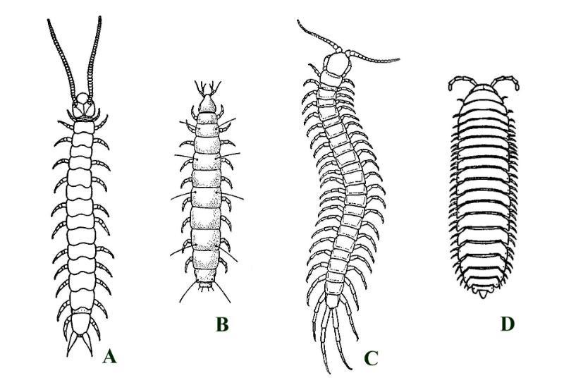 Some examples of extant myriapods (not shown to scale): A: Scutigerella immaculata, a symphylan; B: a pauropod; C: Otocryptops sexspinosa, a scolopendromorph centipede; D: a polydesmoid millipede (after Snodgrass 1952).