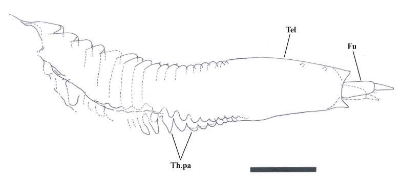 Drawing of the body and tail of a young individual showing very few abdominal segments. Abbreviations: Fu = furcal rami, Tel = telson, Th.pa = posterior thoracic appendages. Scale bar = 200mm.