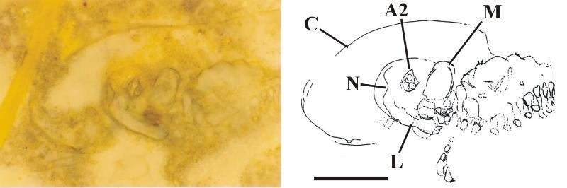 Near longitudinal section through the head and anterior of the body showing the base of the left second antenna (A2), mandible (M), labrum (L) and anterior notch (N). This specimen also shows the detached remains of a possible cephalothoracic shield (C). Scale bar = 1mm.