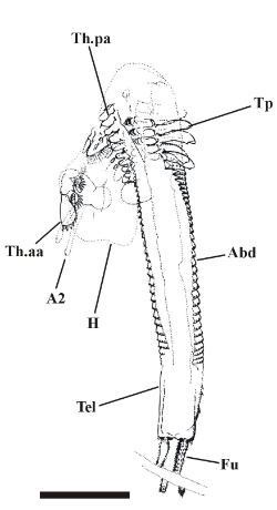 The holotype of Castracollis wilsonae. Abbreviations: A2 = second antenna, Abd = abdomen, Fu = furcal rami, H = head, Tel = telson, Th.aa = anterior thoracic appendages, Th.pa = posterior thoracic appendages, Tp = lateral scales. Scale bar = 1mm.