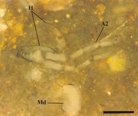 Near ventral view of a segmented, biramous second antenna (A2) attached to fragmented remains of the head (H). A section through the left mandible (Md) is also shown. Scale bar = 500mm.