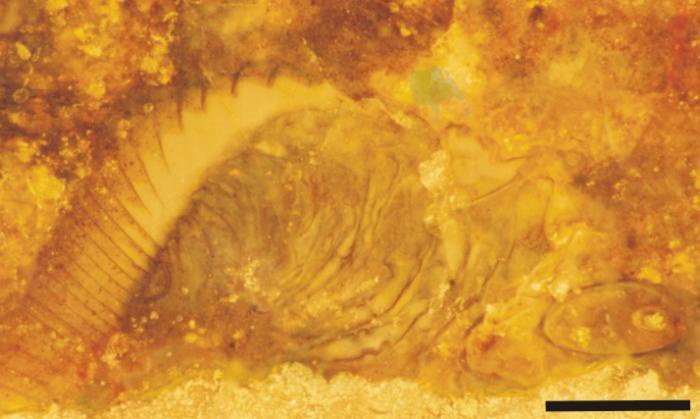 Longitudinal cross section of a near complete specimen.