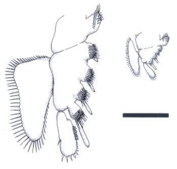 Reconstructions of typical thoracic appendages of Castracollis, viewed from the anterior. That on the left is from the anterior series of appendages and that on the right from the posterior series. Scale bar = 500mm.