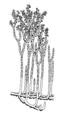 Reconstruction of Nothia aphylla showing primary rhizomal axes with upright stems passing upwards into aerial axes with distinctive irregular epidermis. Terminal branches locally bearing lateral sporangia (based on Kerp et al. 2001).